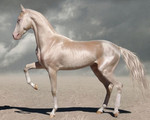Akhal-Teke.png