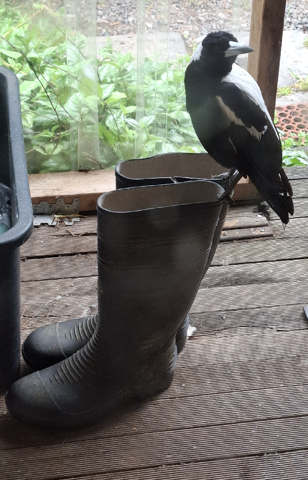 BirdbootsSMALLER.png