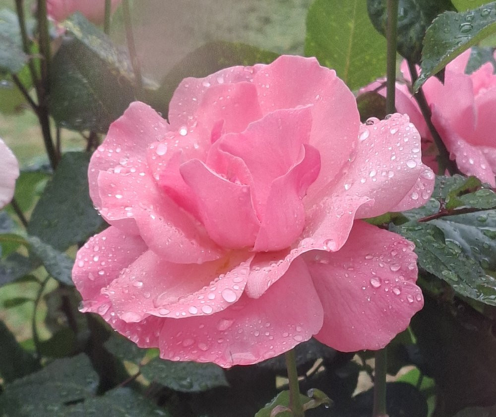 Rose.jpg